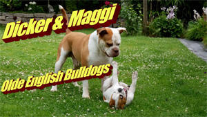 Bulldogs Dicker und Maggi 2 dicke Kumpels